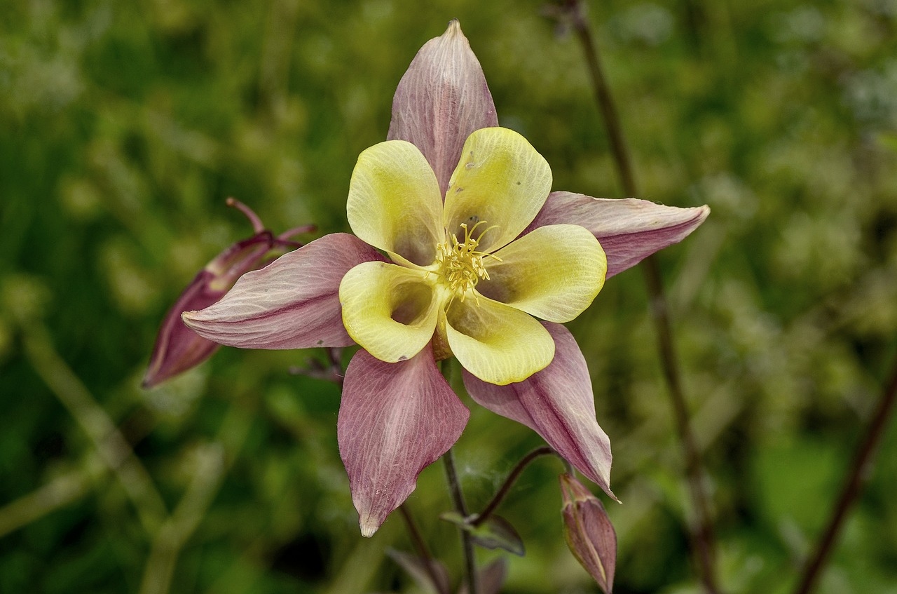 columbine  flower  purple free photo