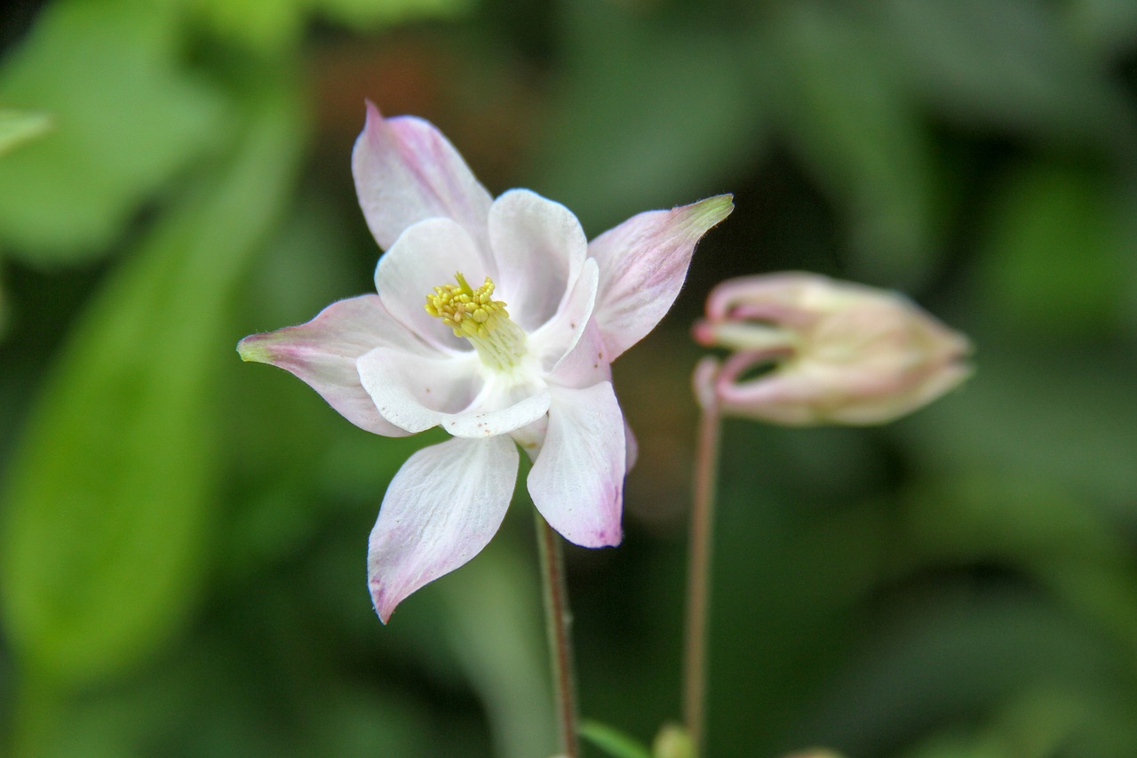 columbine  flower  spring free photo