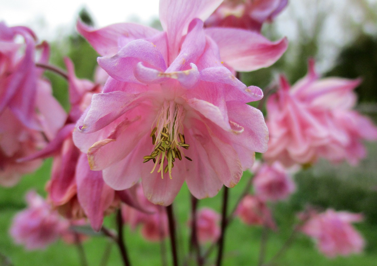 columbine  flower  pink free photo