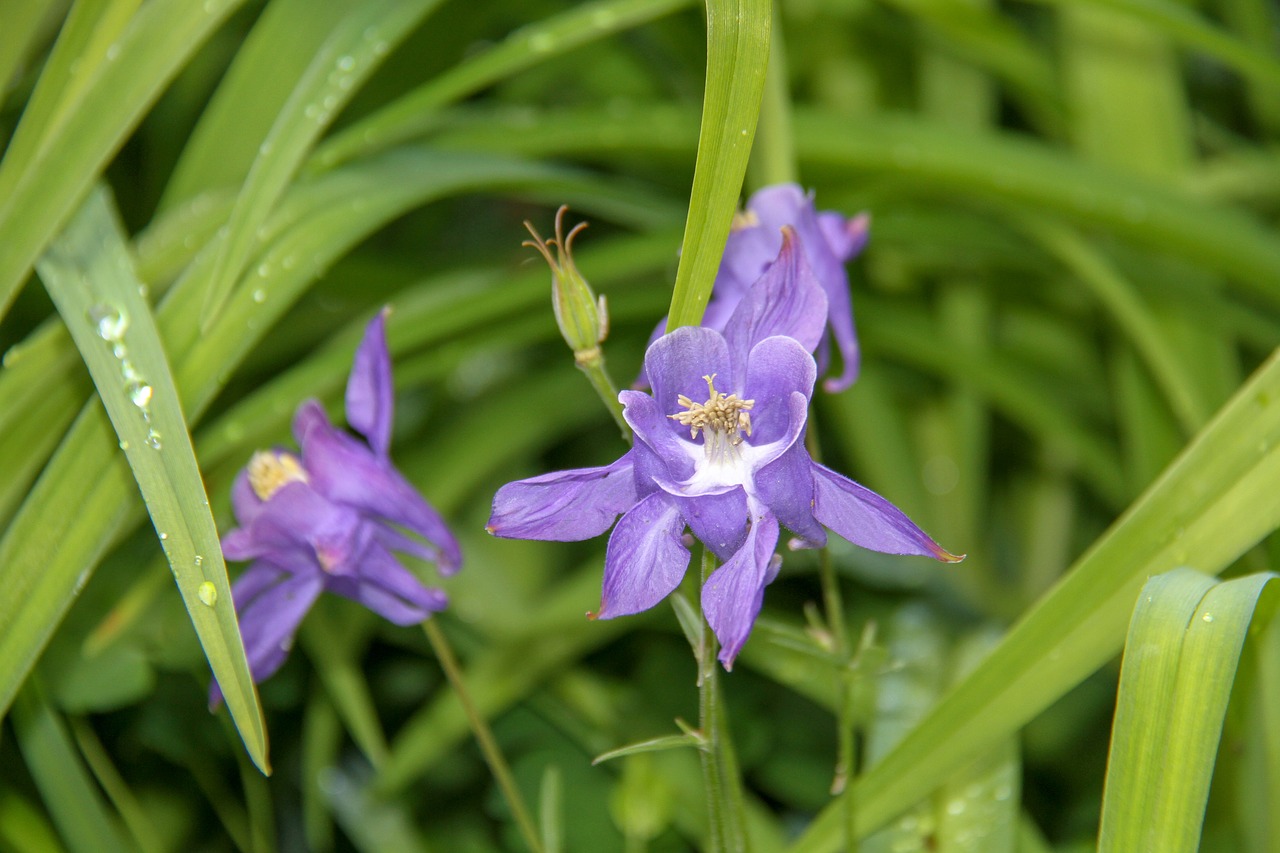 columbine  garden  blue free photo