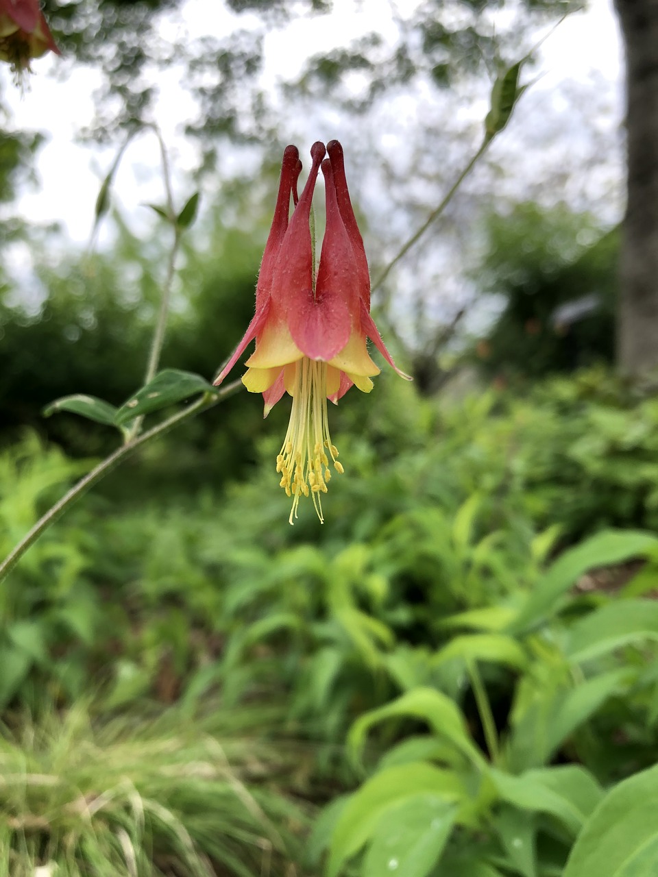 columbine  flower  spring free photo