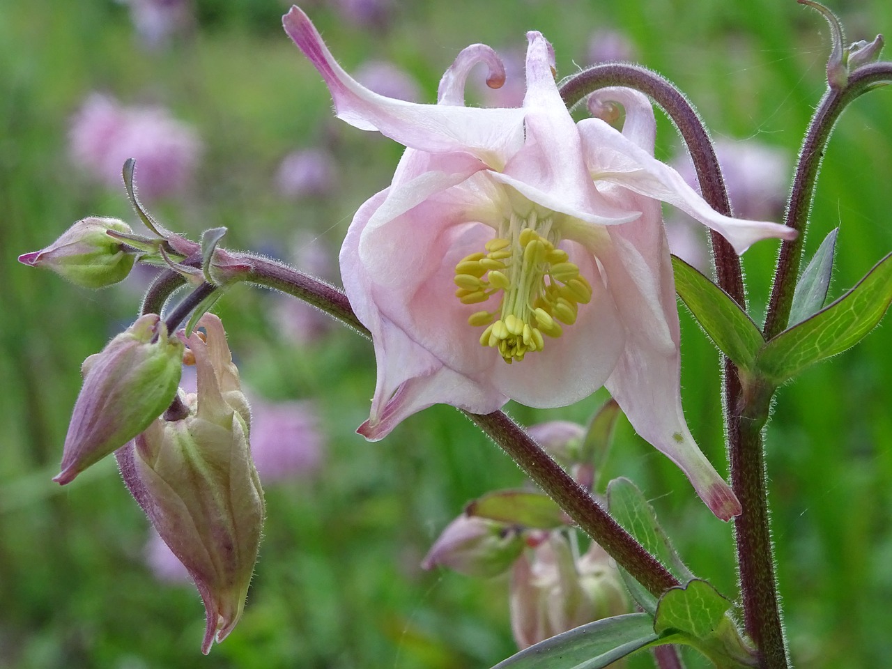 columbine  aquilegia  flower free photo