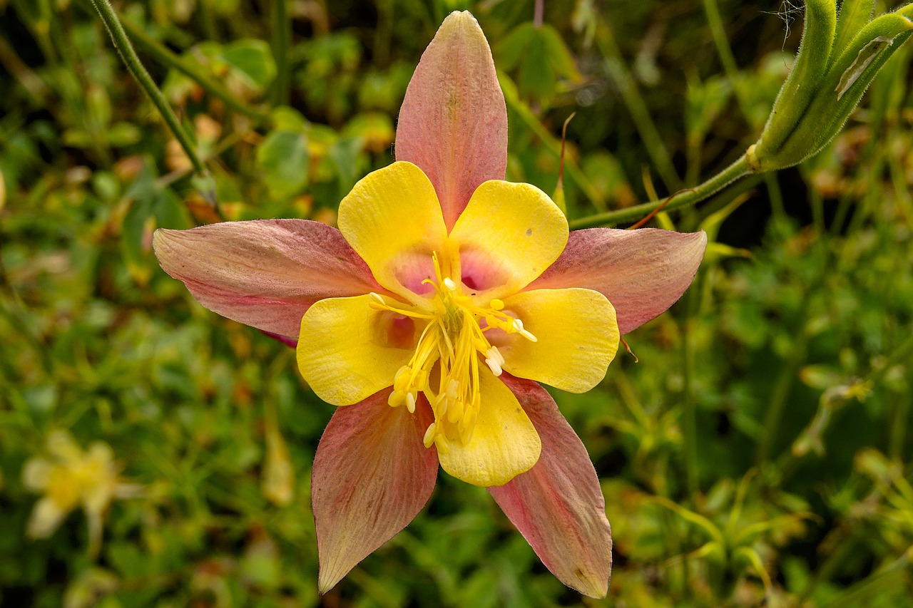 columbine  flower  blossom free photo