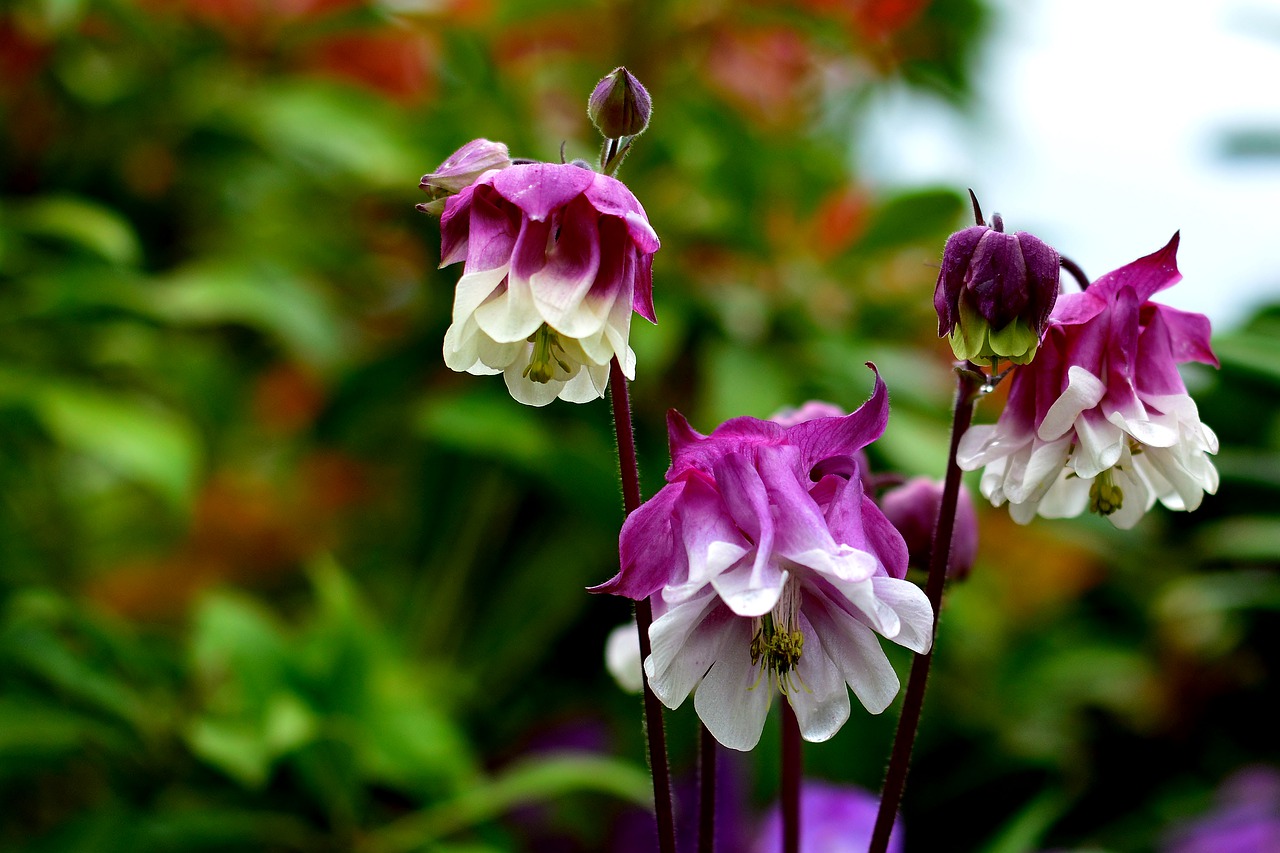 columbine  garden  blossom free photo