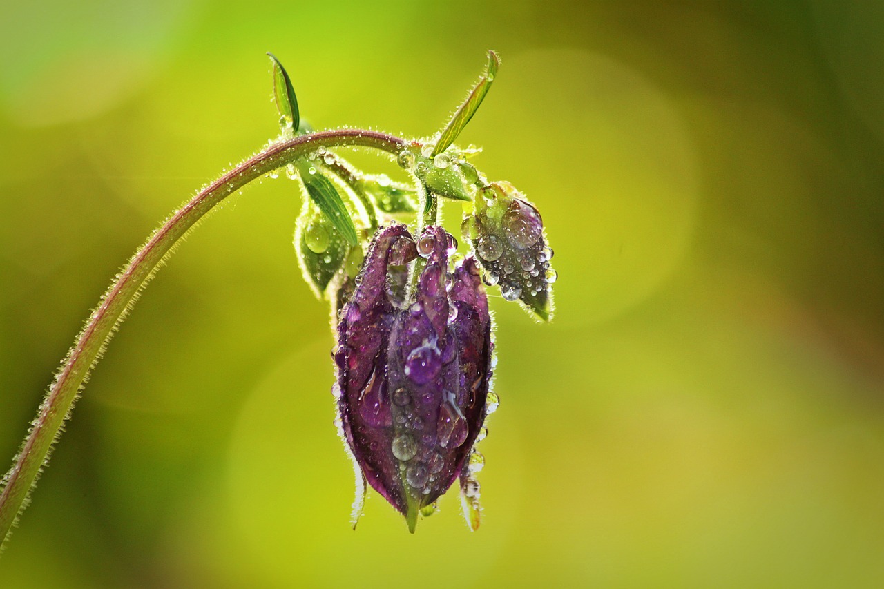 columbine blossom bloom free photo