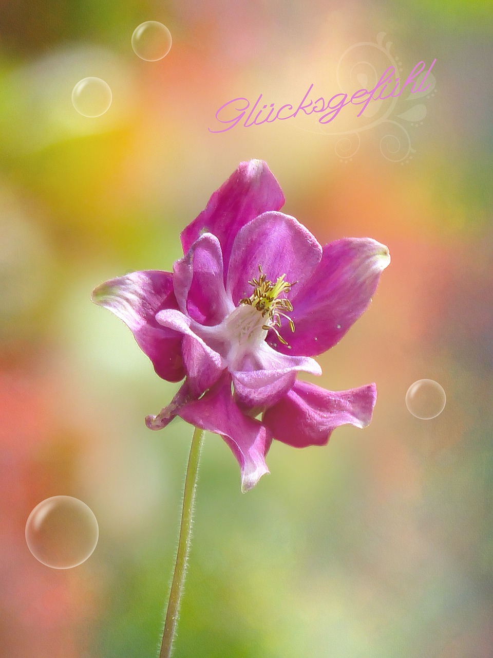 columbine purple flower free photo