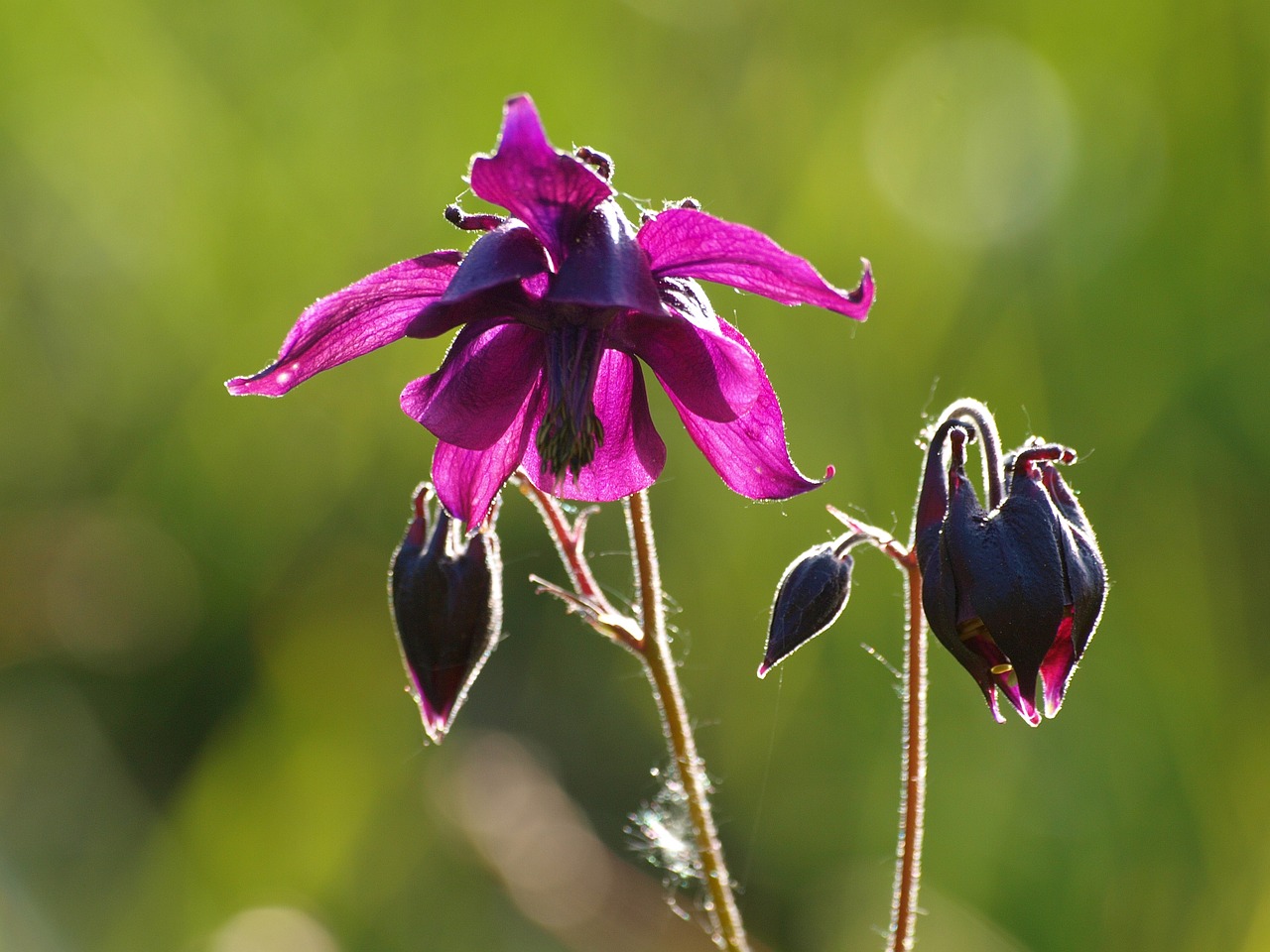 columbine flower blossom free photo