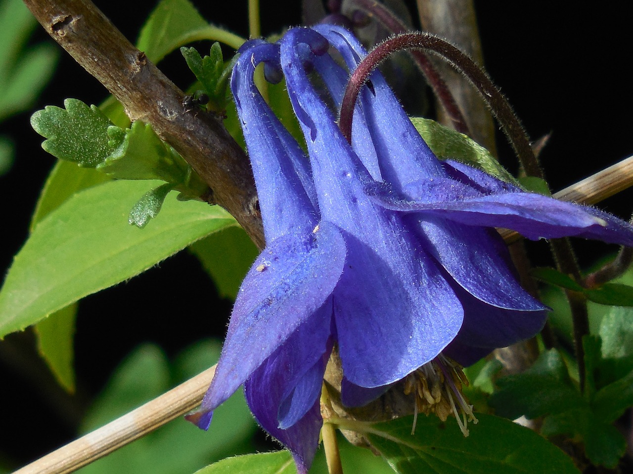 columbine flower plant free photo