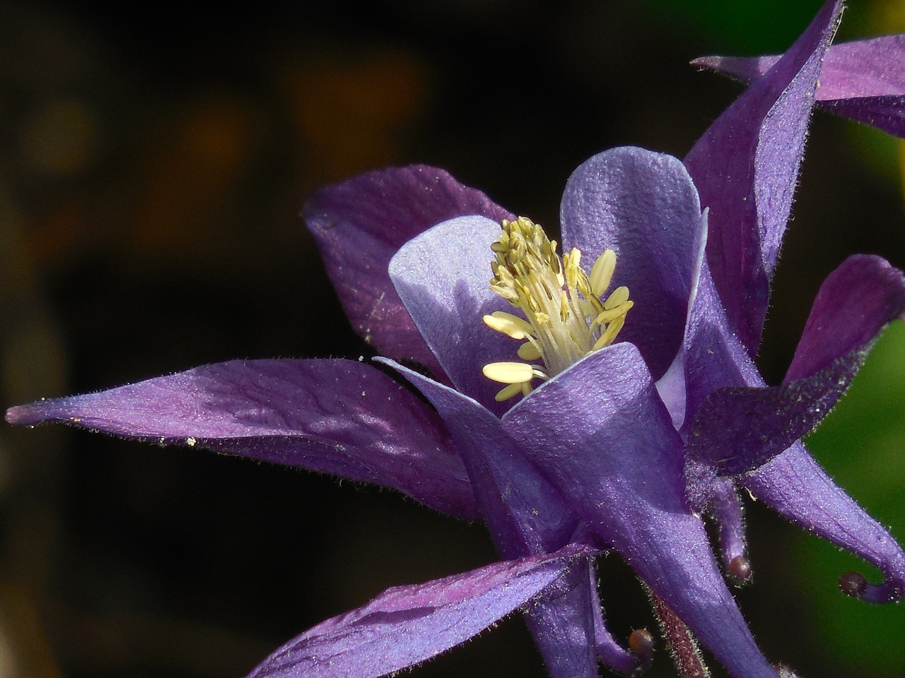 columbine flower plant free photo