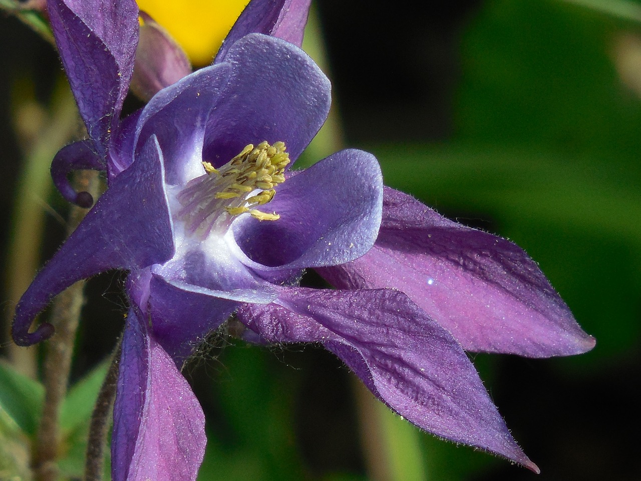 columbine flower plant free photo