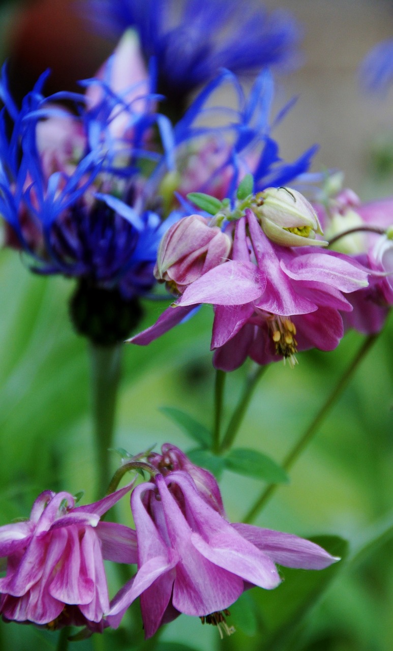 columbine flower pink free photo