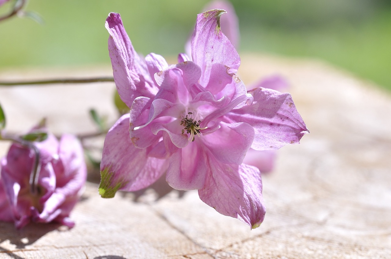 columbine flower plant free photo