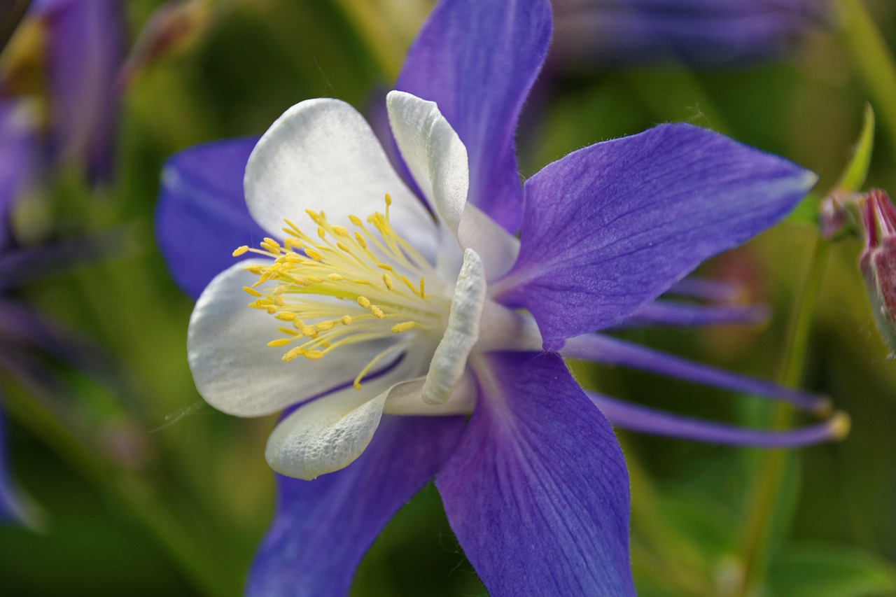 columbine flower blossom free photo