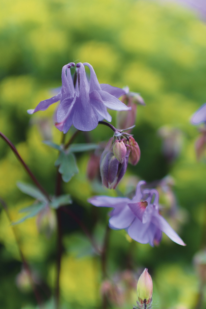 columbine false  aquilegia vulgaris  columbine free photo