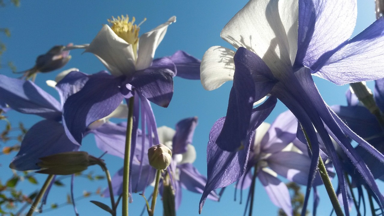 columbine flowers purple columbines columbine free photo