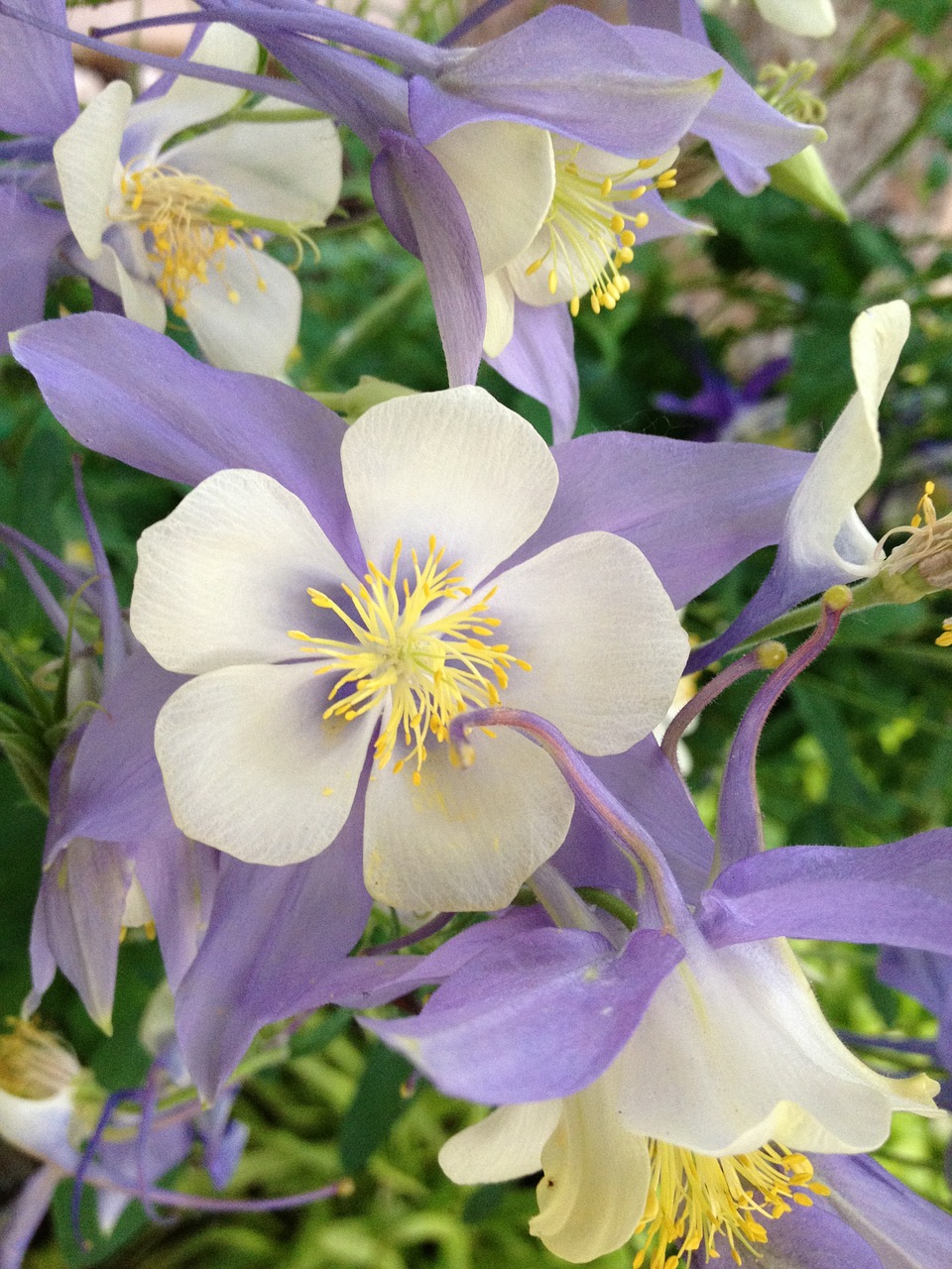 columbines purple flower perennial free photo