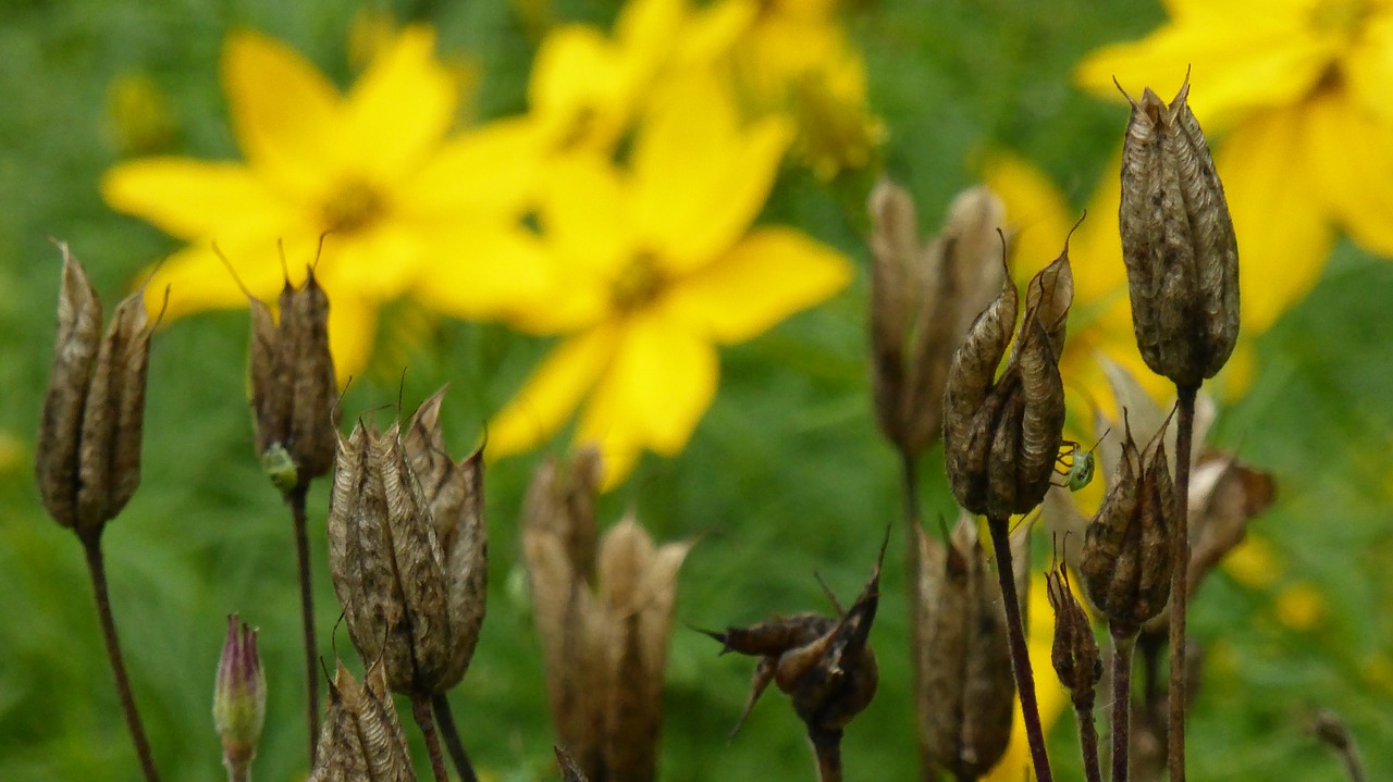 columbines faded cosmos free photo