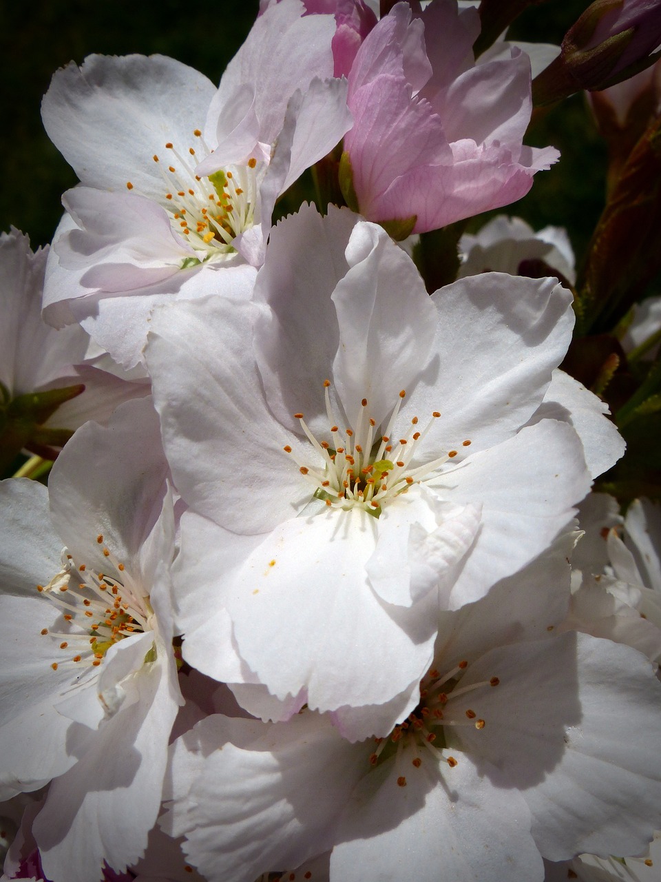 column cherry japanese cherry trees blossom free photo