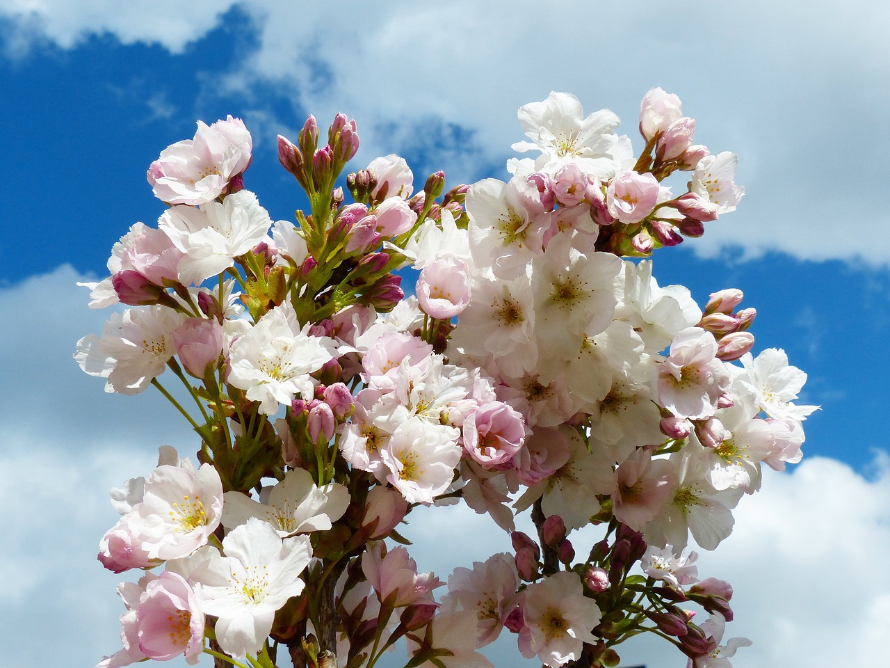 column cherry sky japanese cherry trees free photo