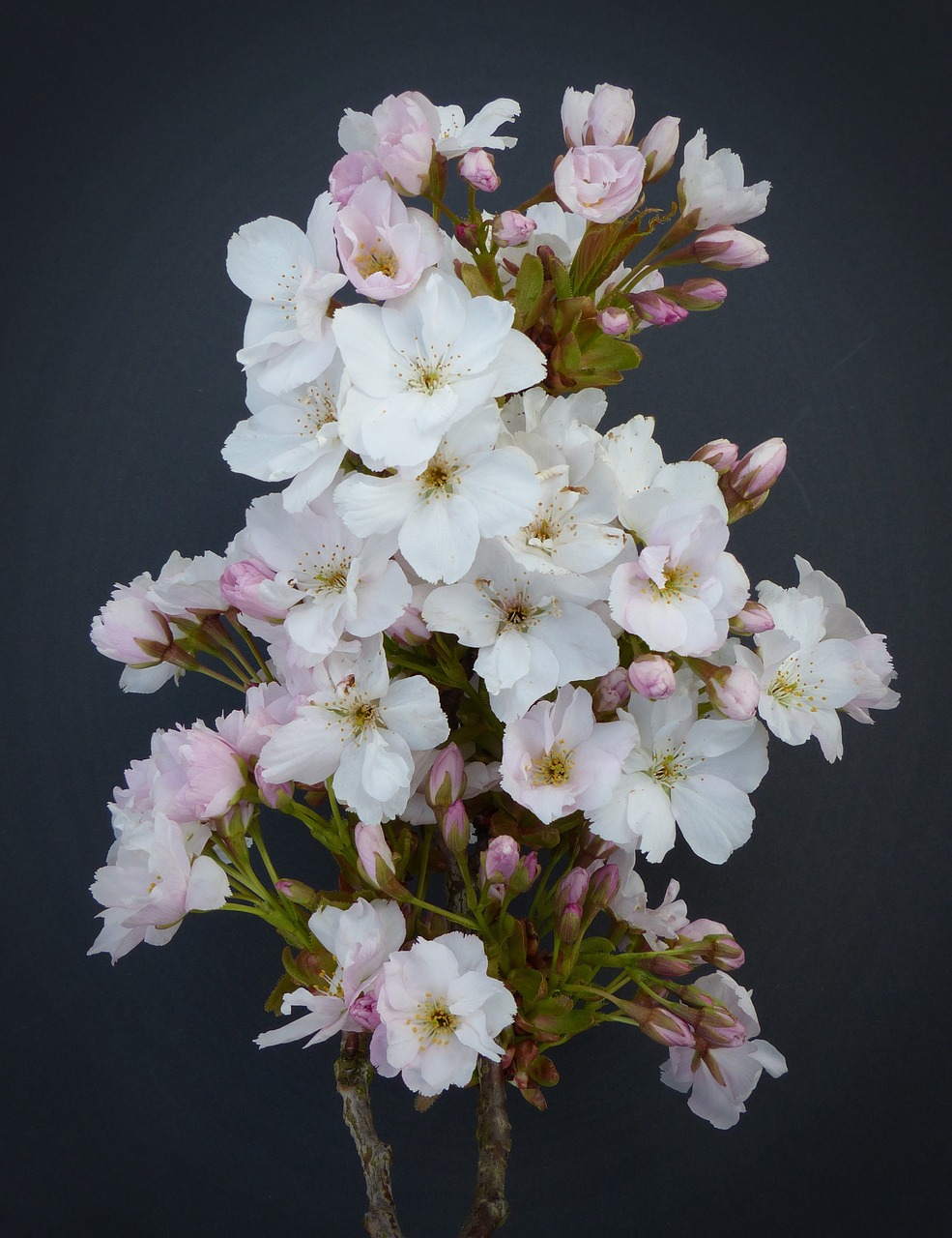 column cherry japanese cherry trees blossom free photo