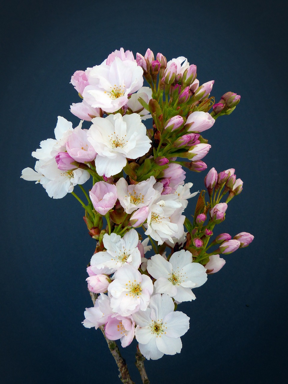 column cherry japanese cherry trees blossom free photo