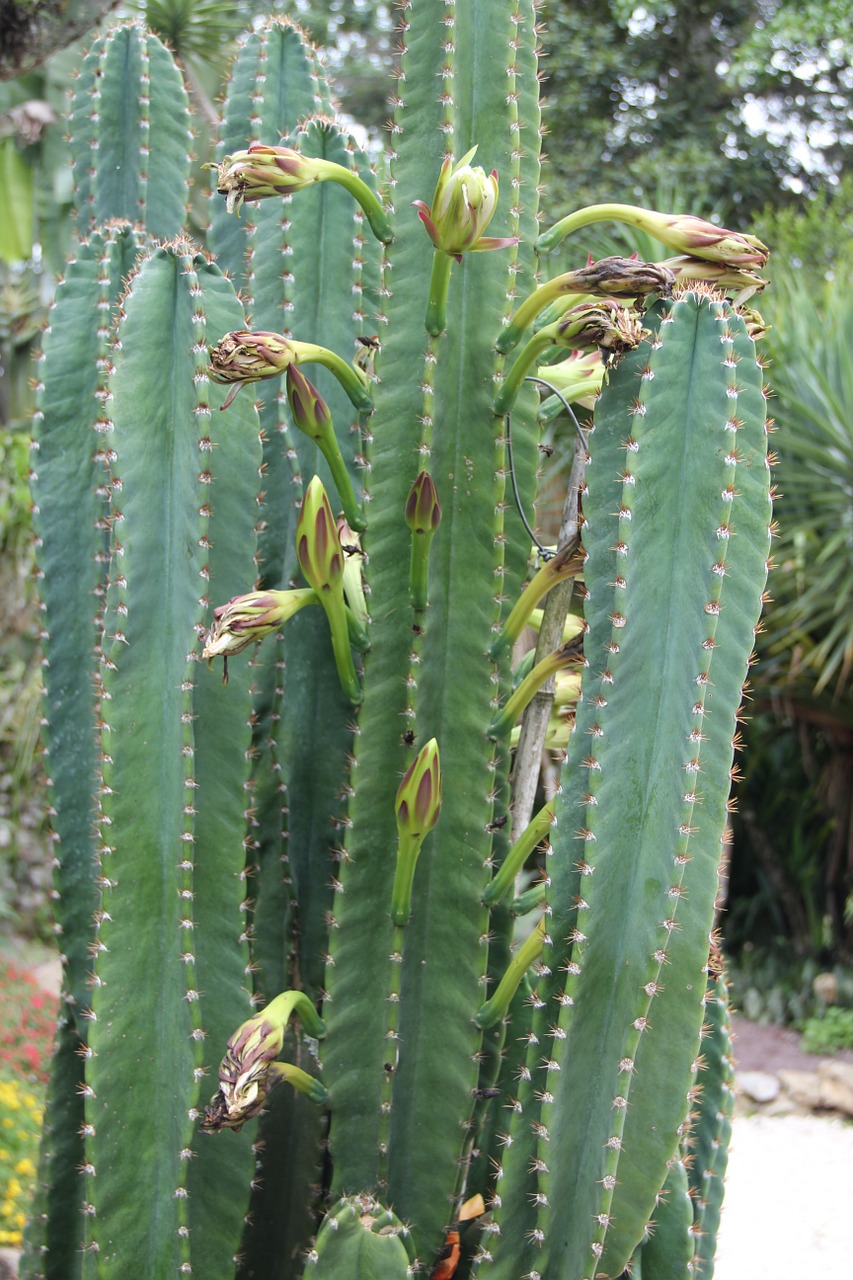 columnar cacti costa rica jardin botanico lankester free photo