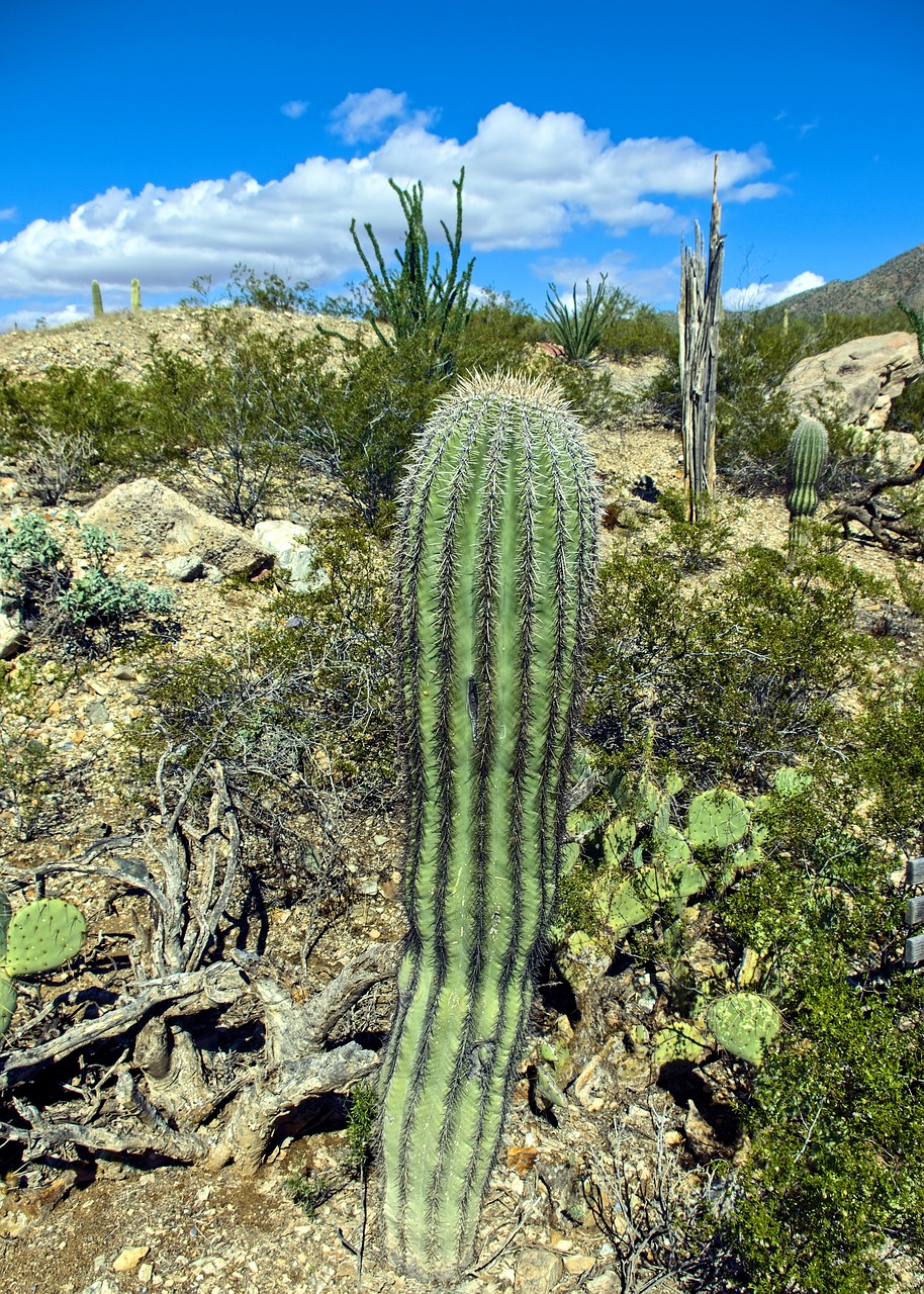 columnar saguaro  cactus  arizona free photo