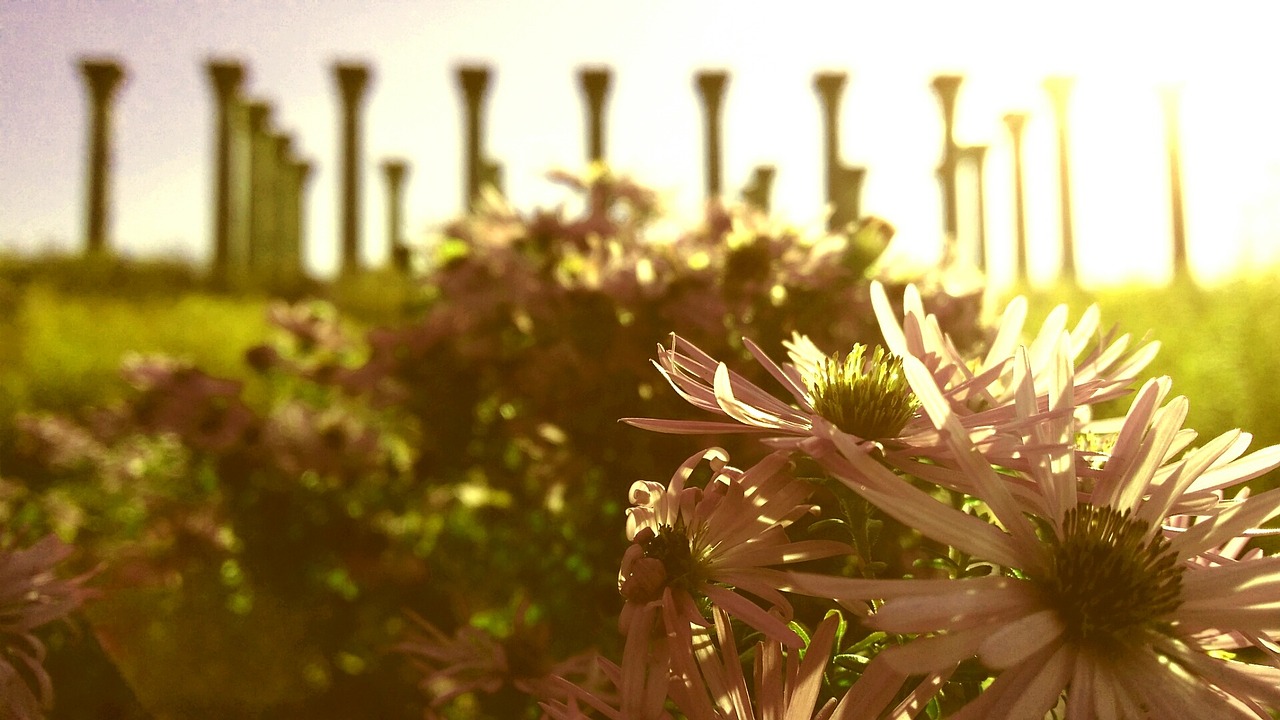 columns national arboretum dc free photo