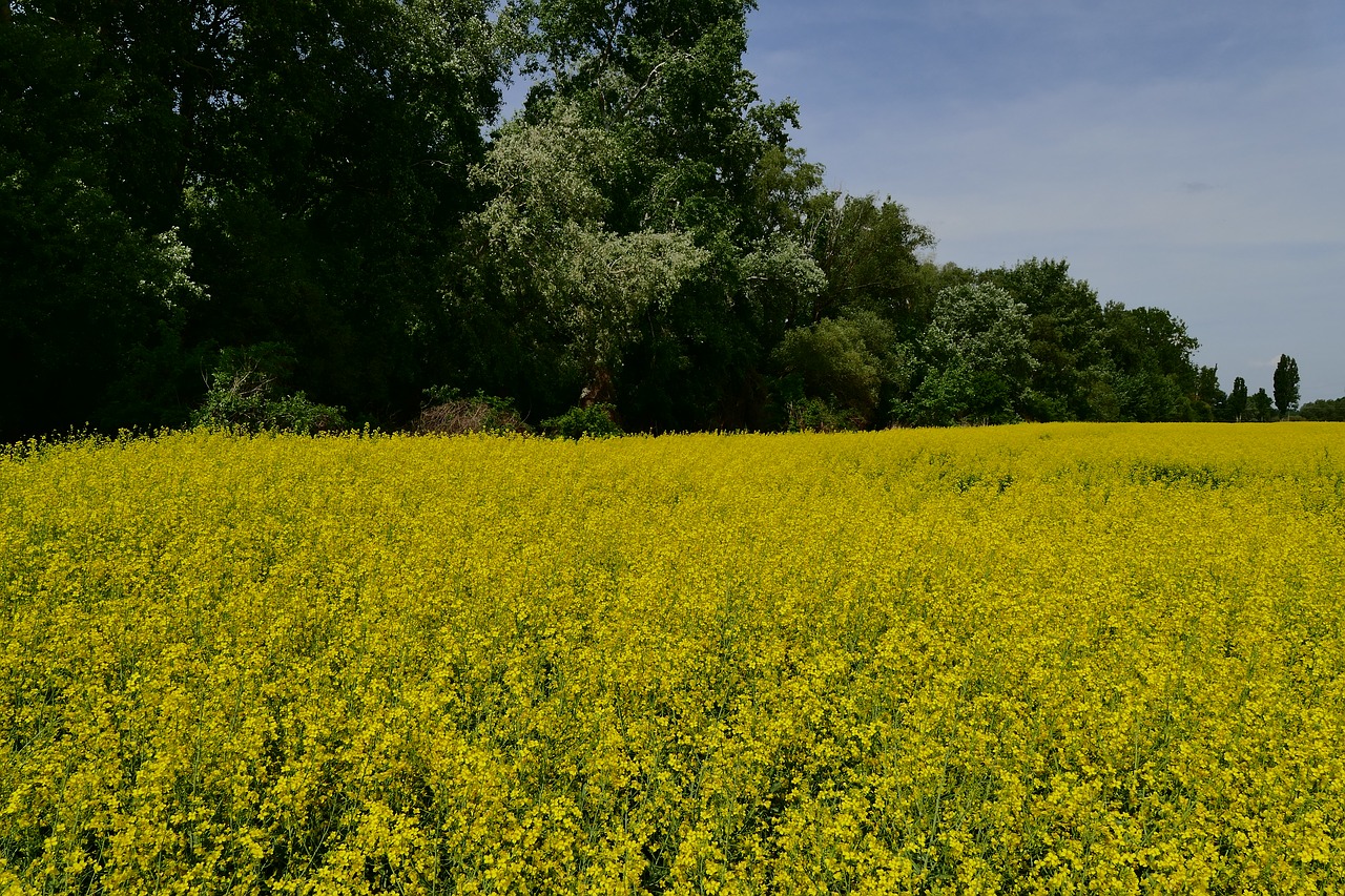 colza  rape  blooming flowers free photo