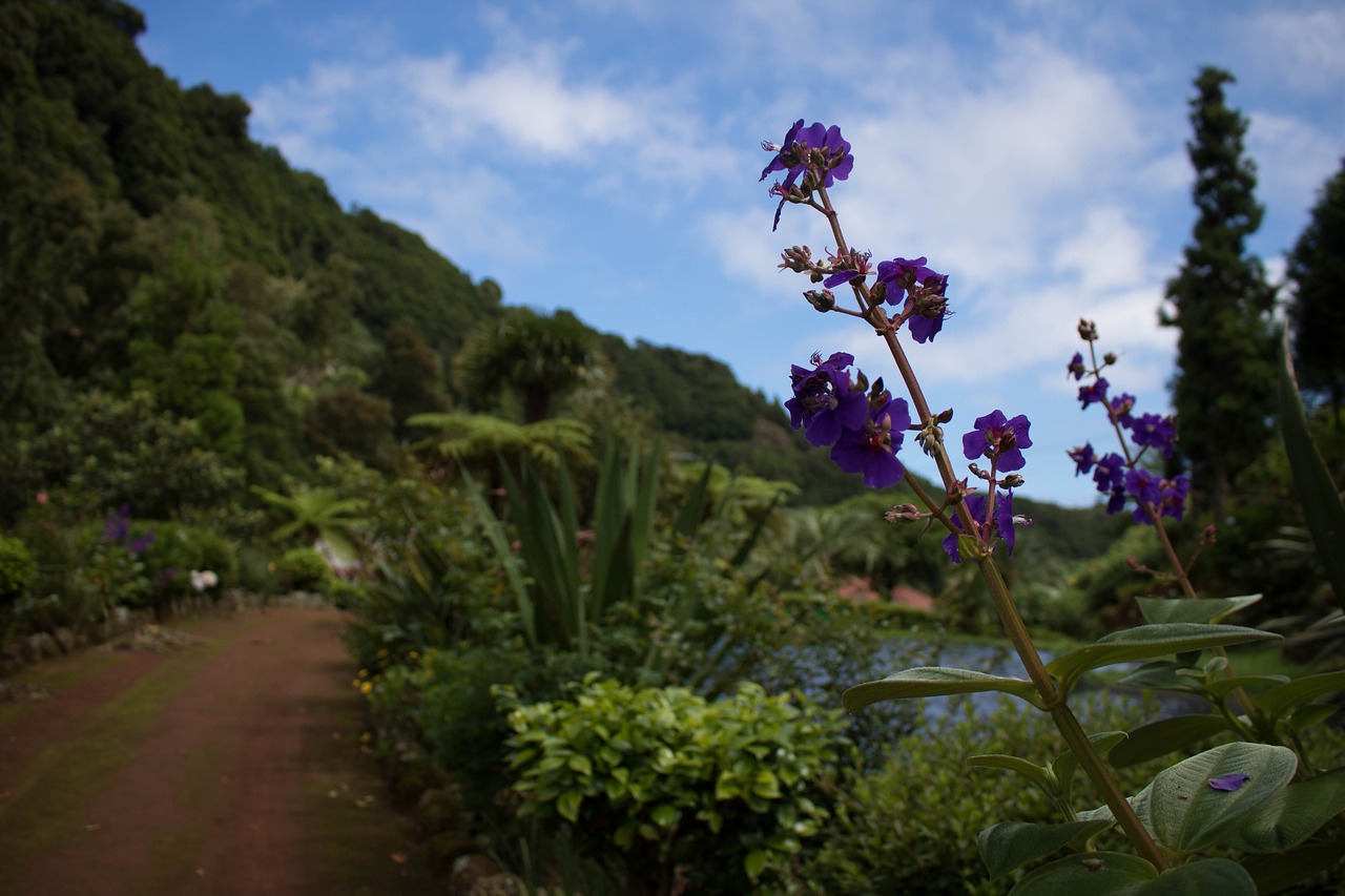 comanche nature azores free photo