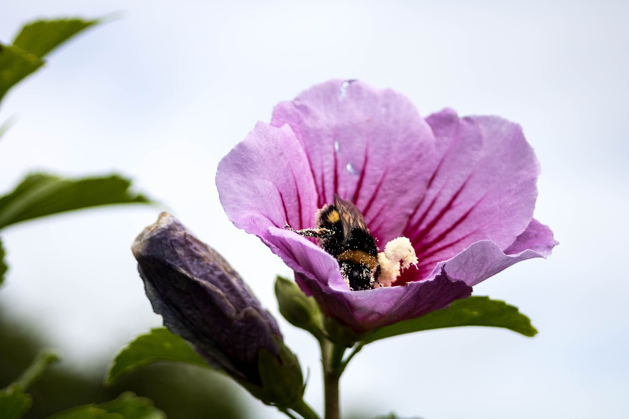 comanche nature pollination free photo