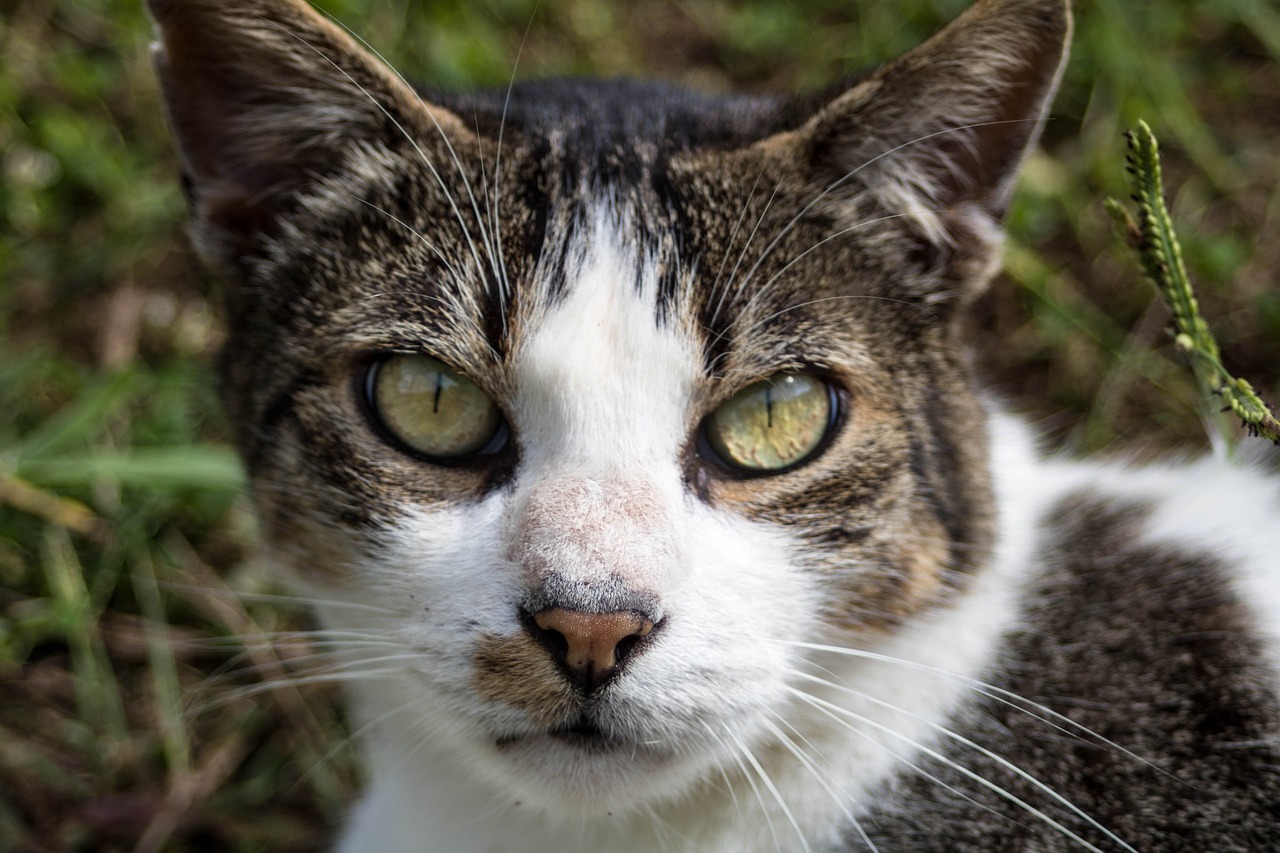 comanche cat feline free photo