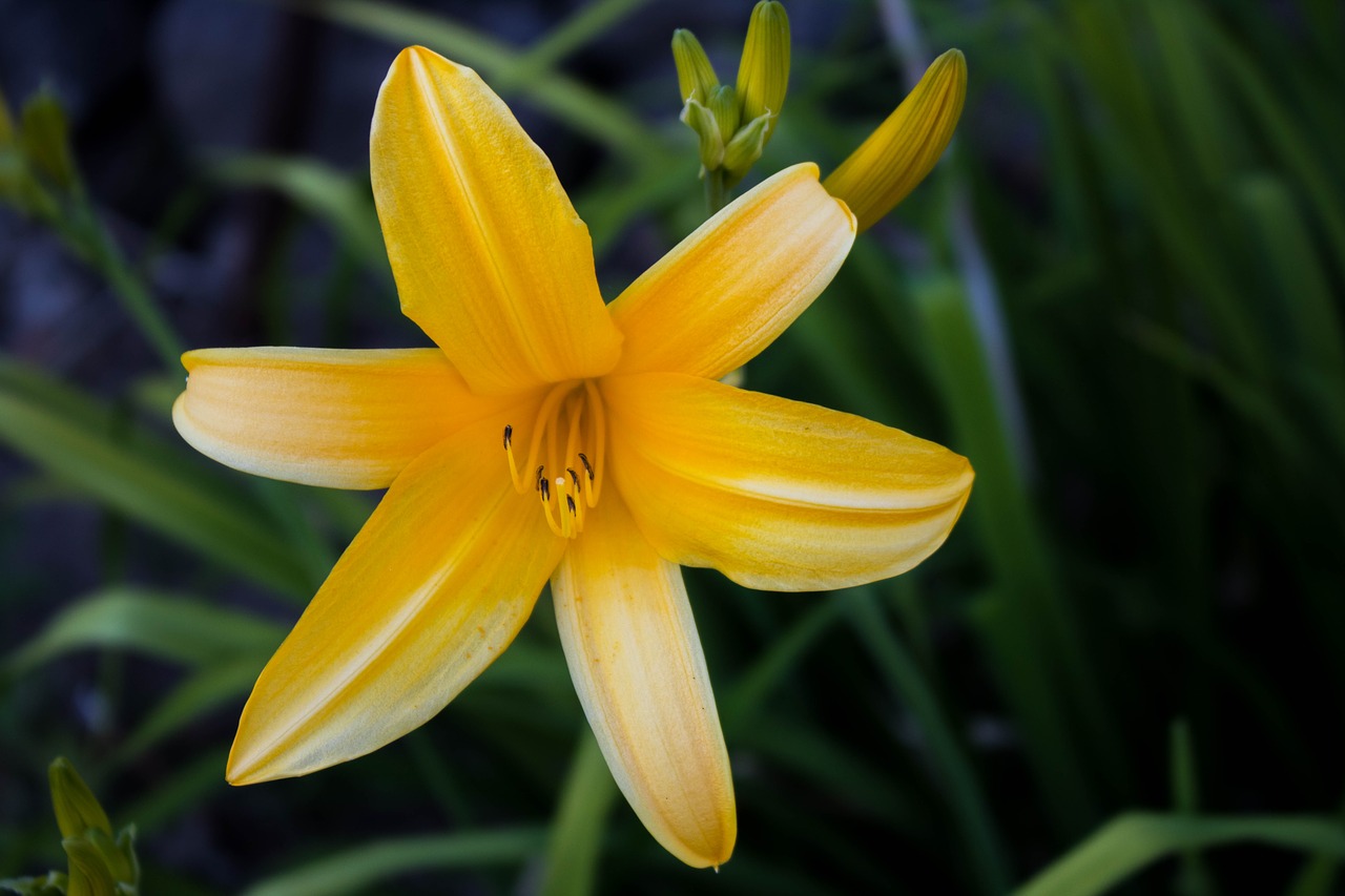 comanche nature flower free photo