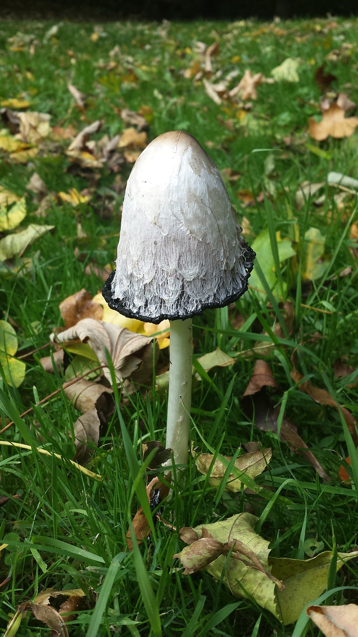 comatus mushroom grass free photo