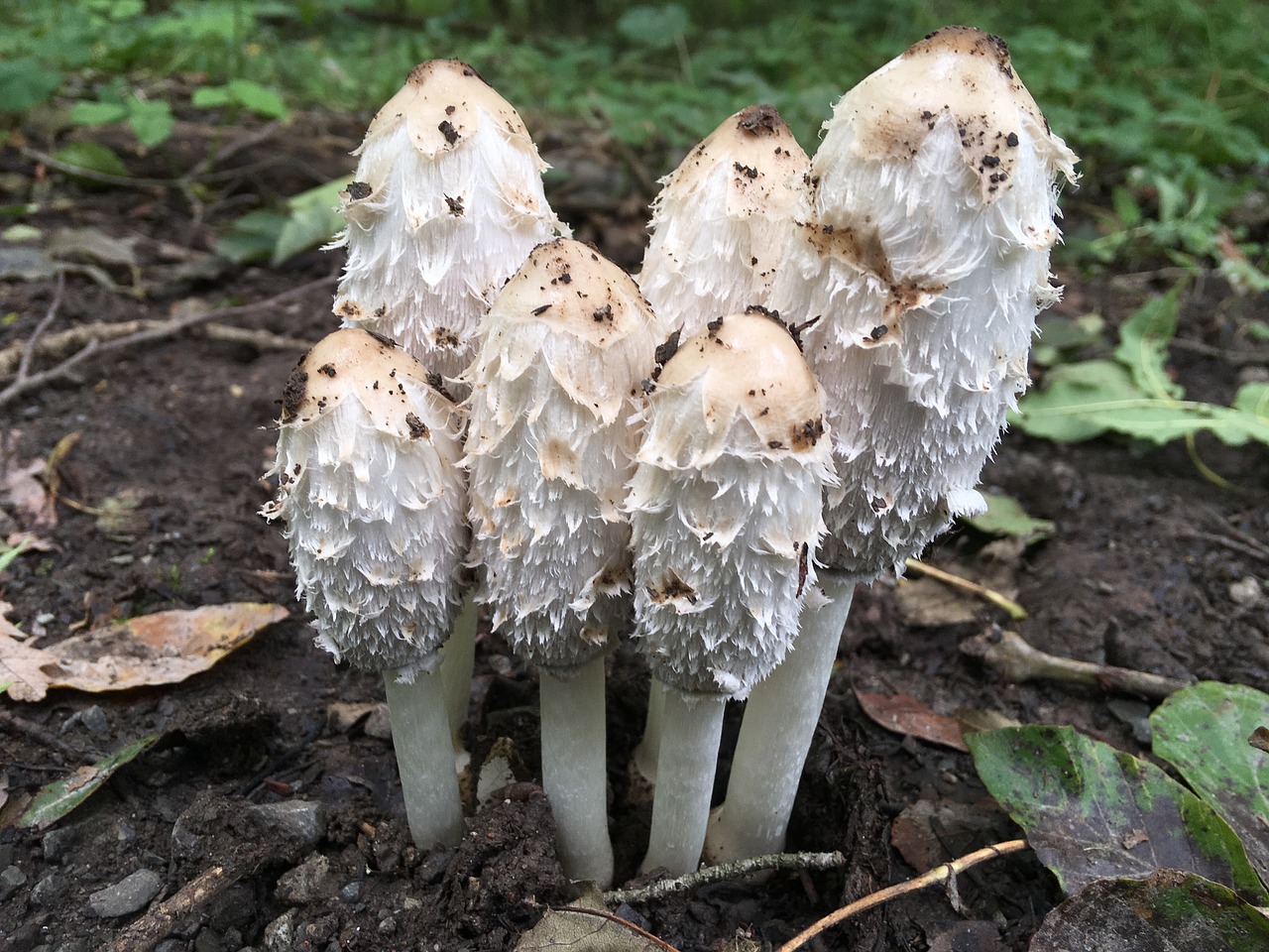 comatus mushroom forest free photo