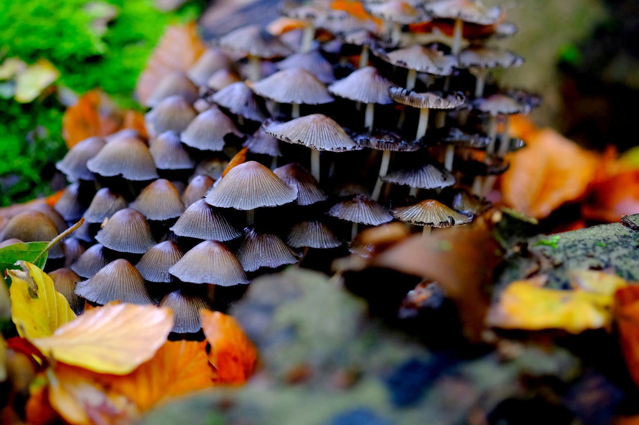 comatus mushrooms mushroom colony free photo