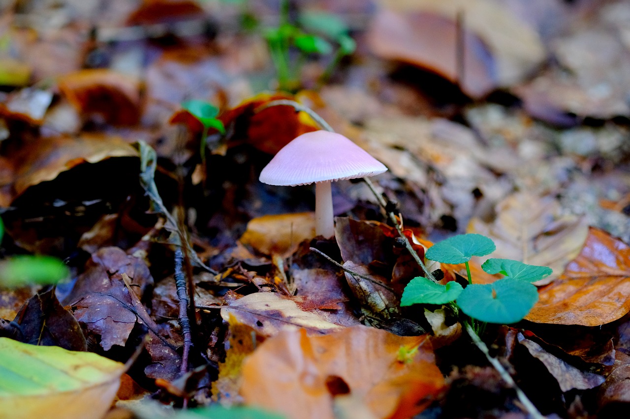 comatus mushroom forest free photo
