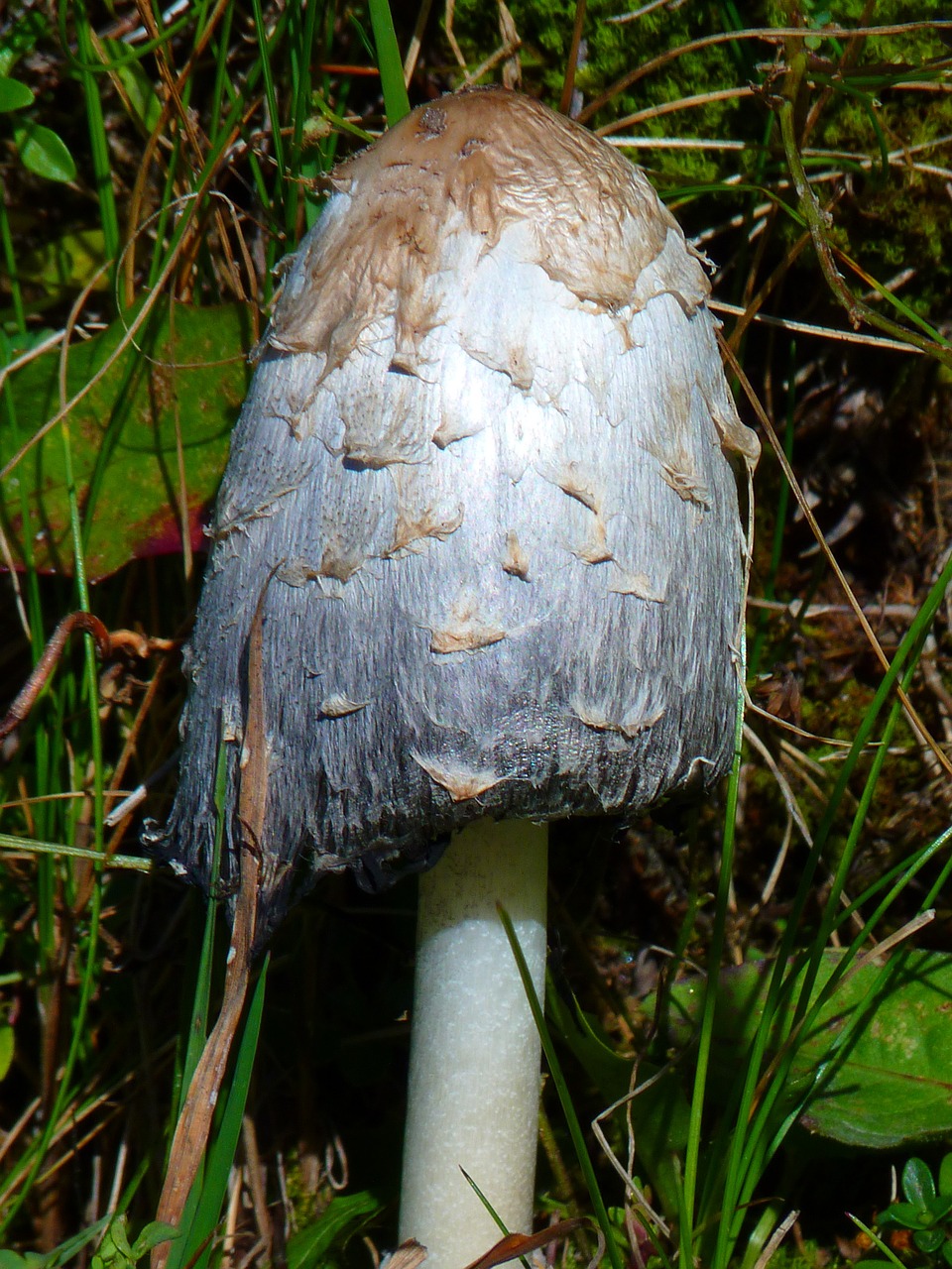 comatus mushroom shine free photo