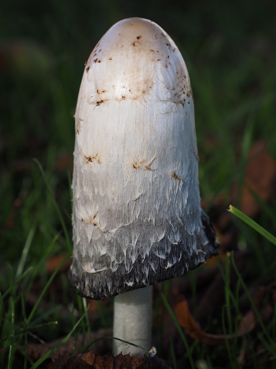 comatus schopf comatus mushroom free photo