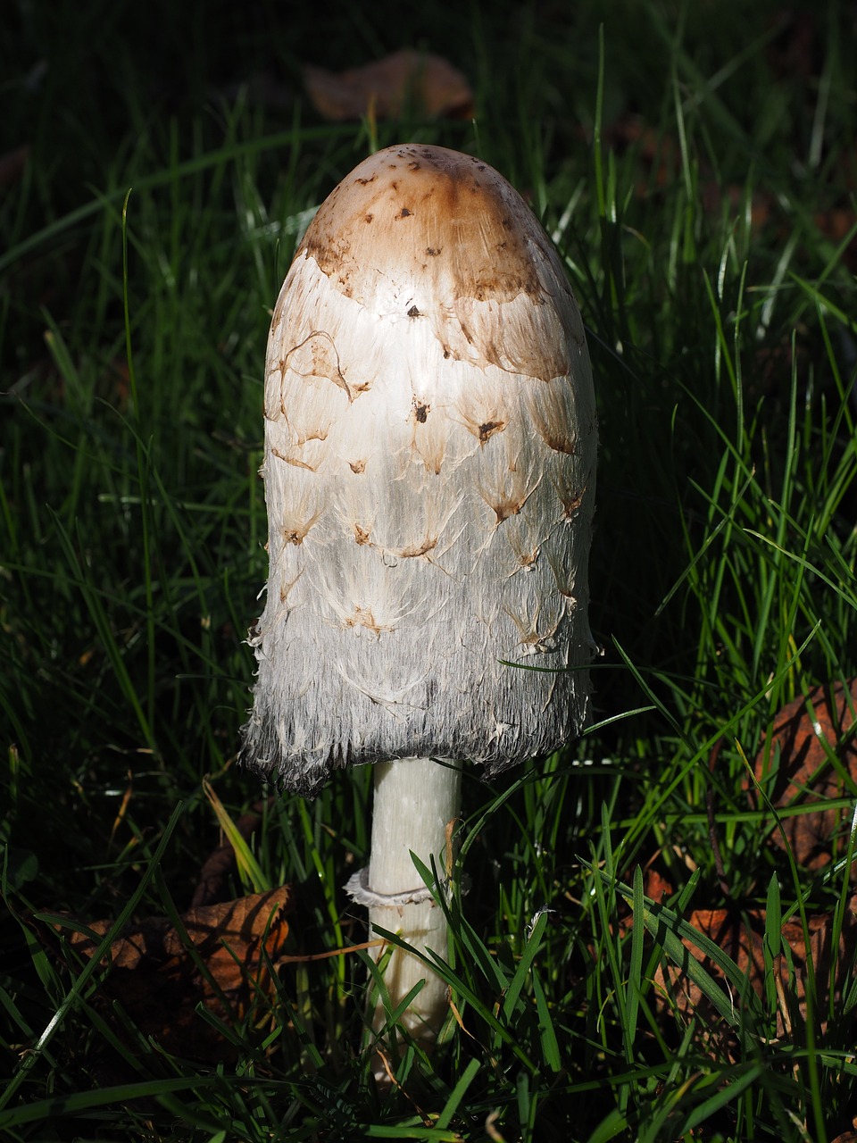 comatus schopf comatus mushroom free photo