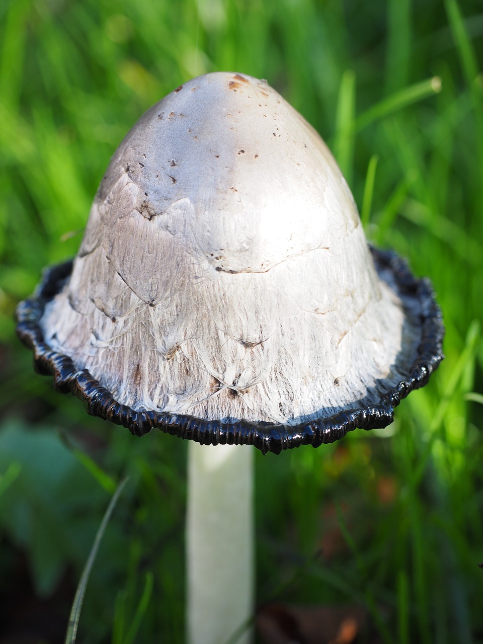 comatus schopf comatus mushroom free photo