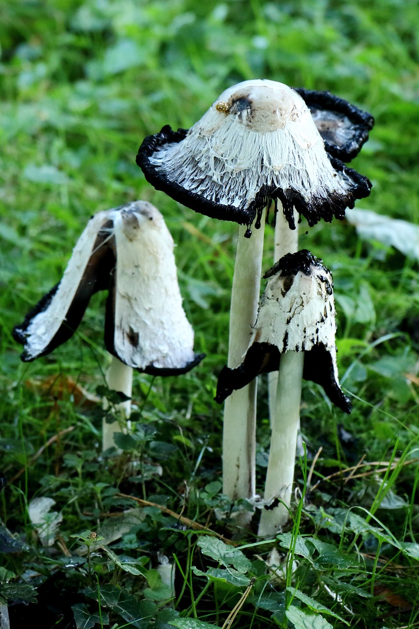 comatus mushroom asparagus mushroom free photo