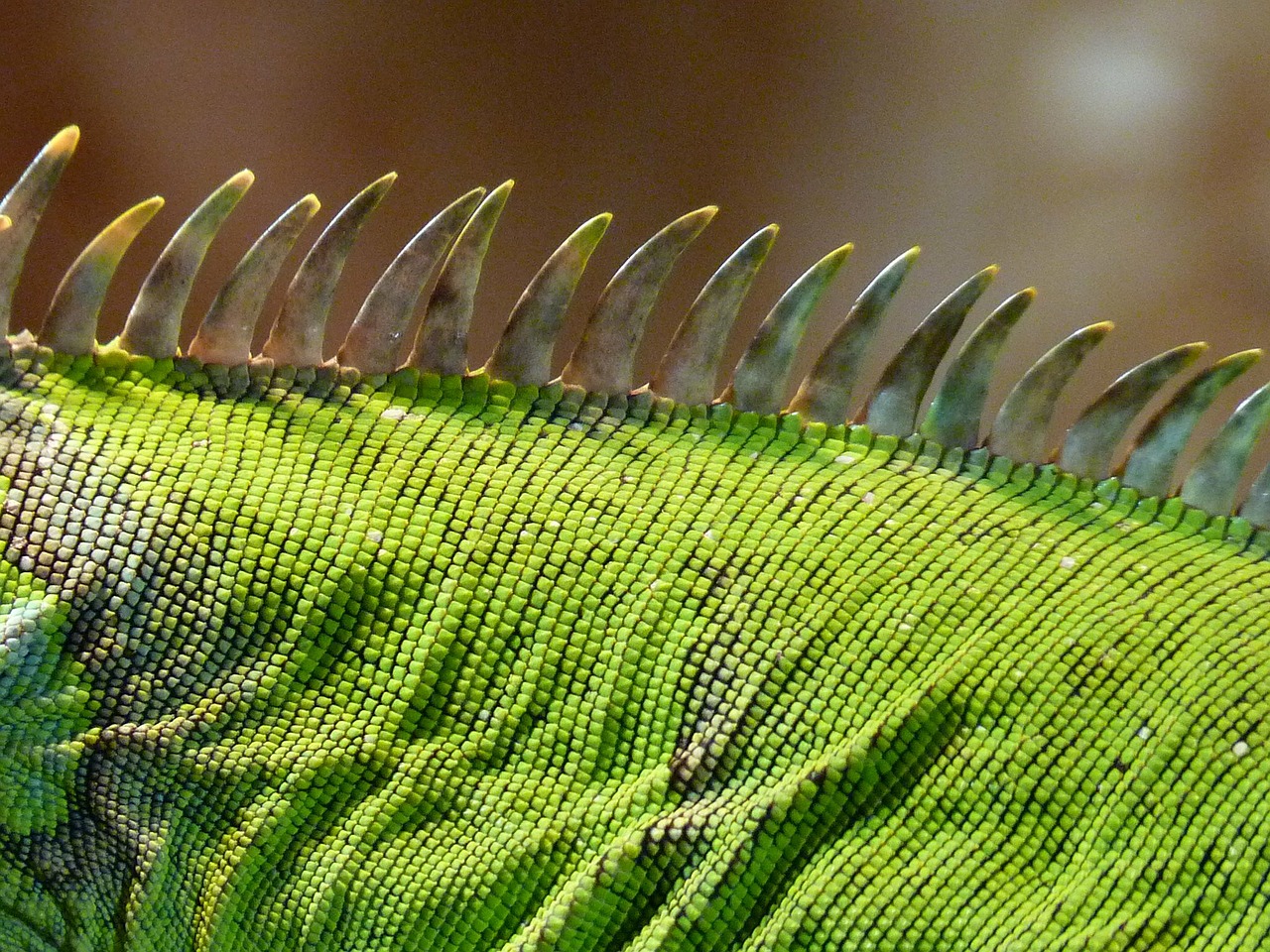 comb iguana green free photo