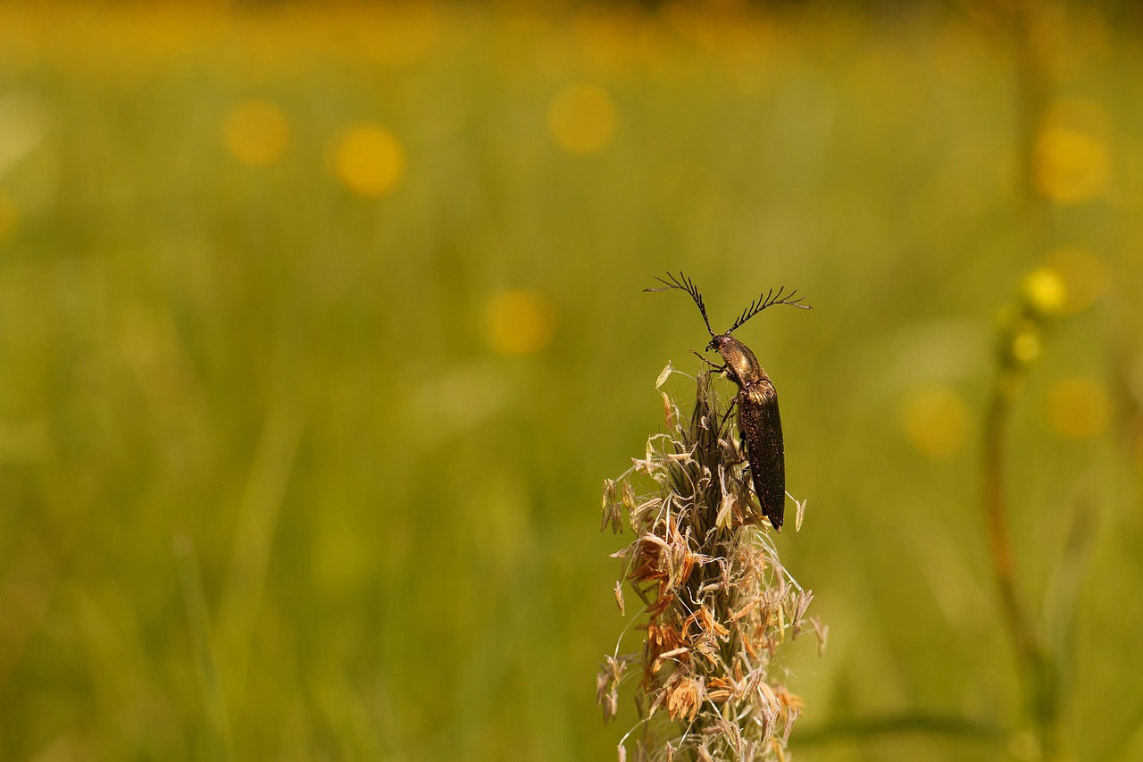comb beetle beetle meadow free photo