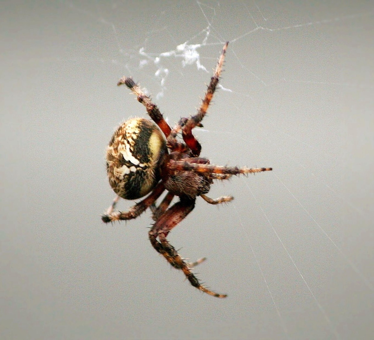 comb-claw spider arachnid web weaving free photo