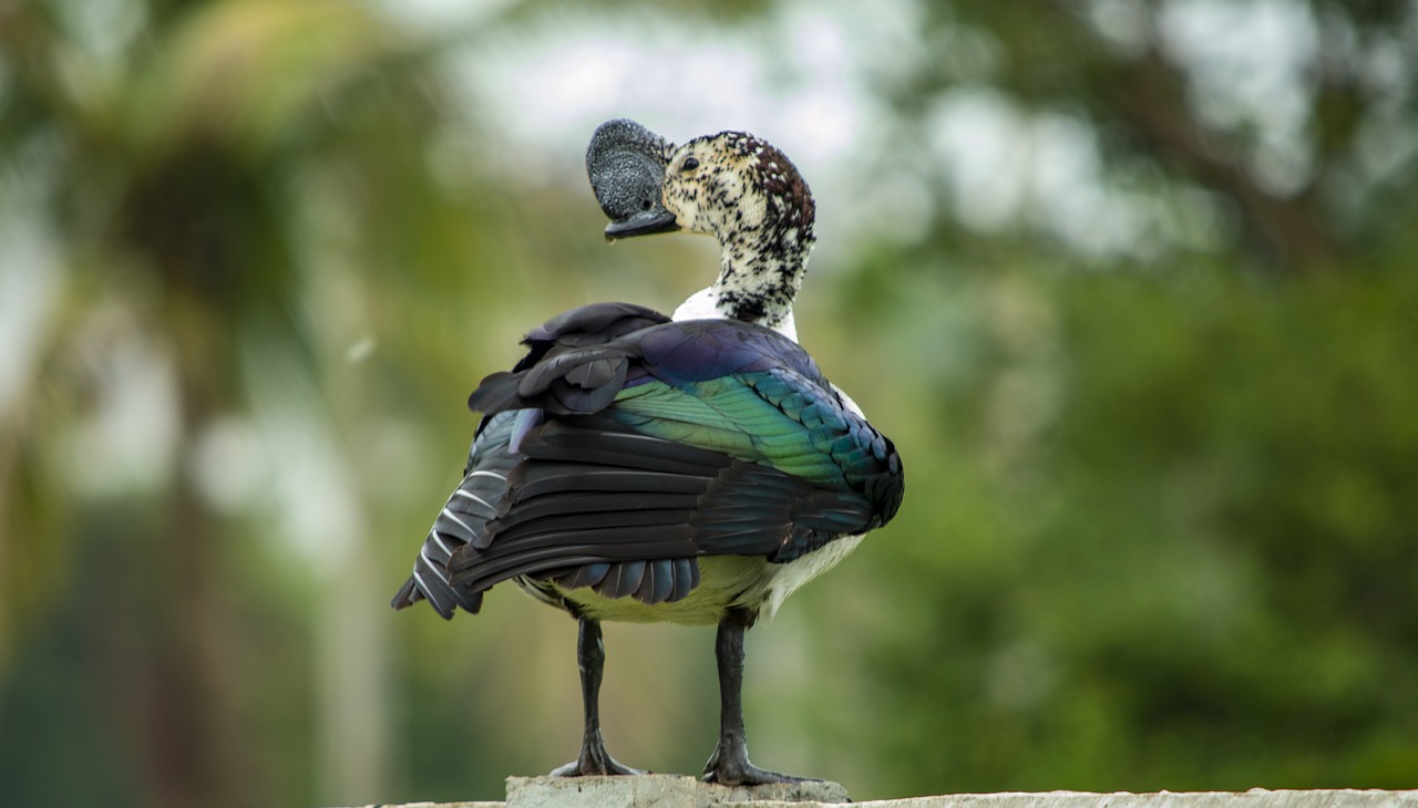 comb duck  knob-biiled duck  nature free photo