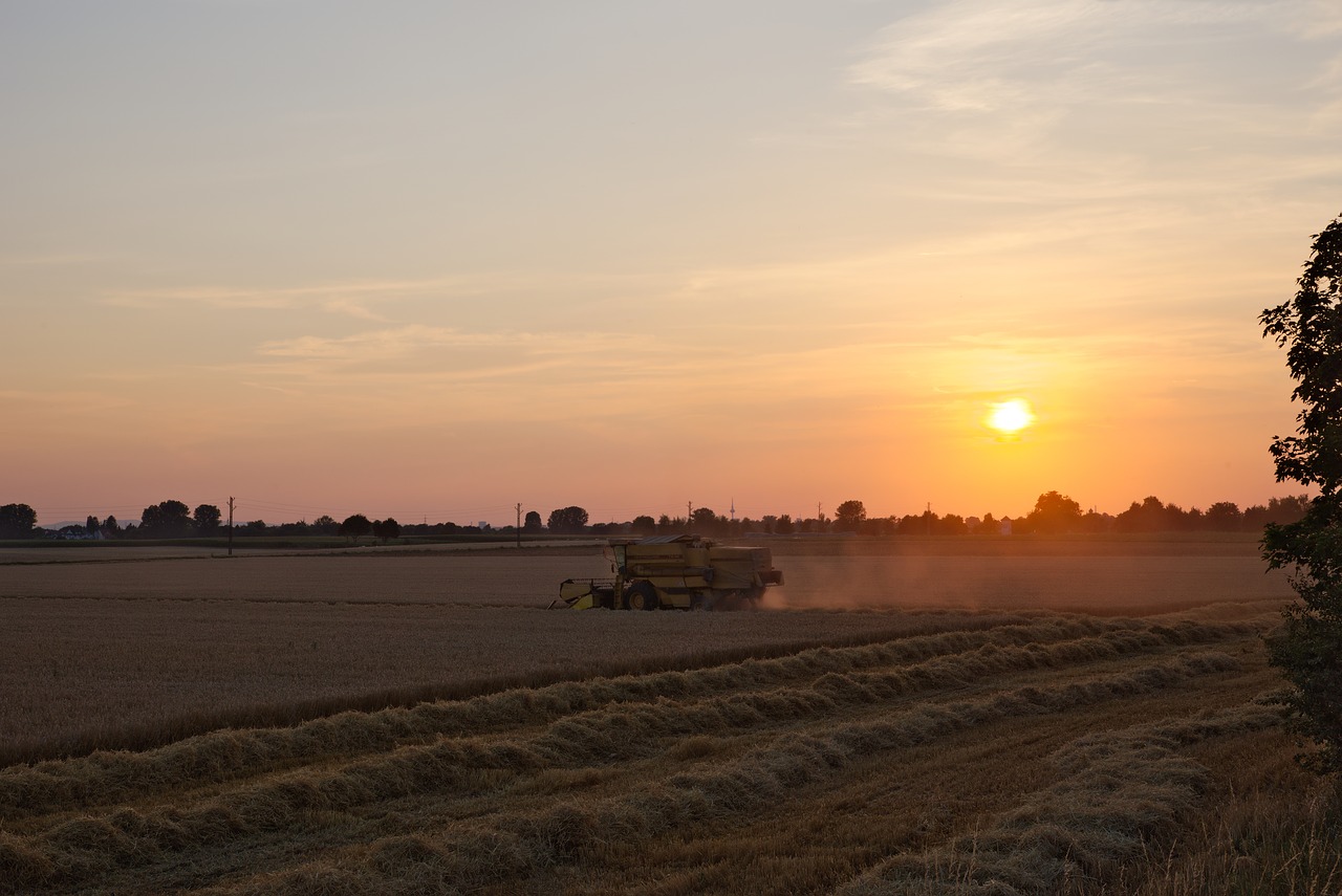 combine harvester  evening  sunset free photo