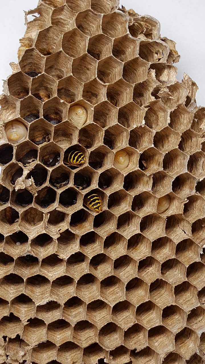 combs bee wasp free photo