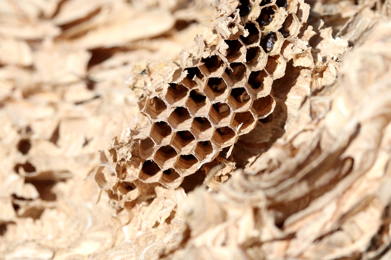 combs  nature  the hive free photo