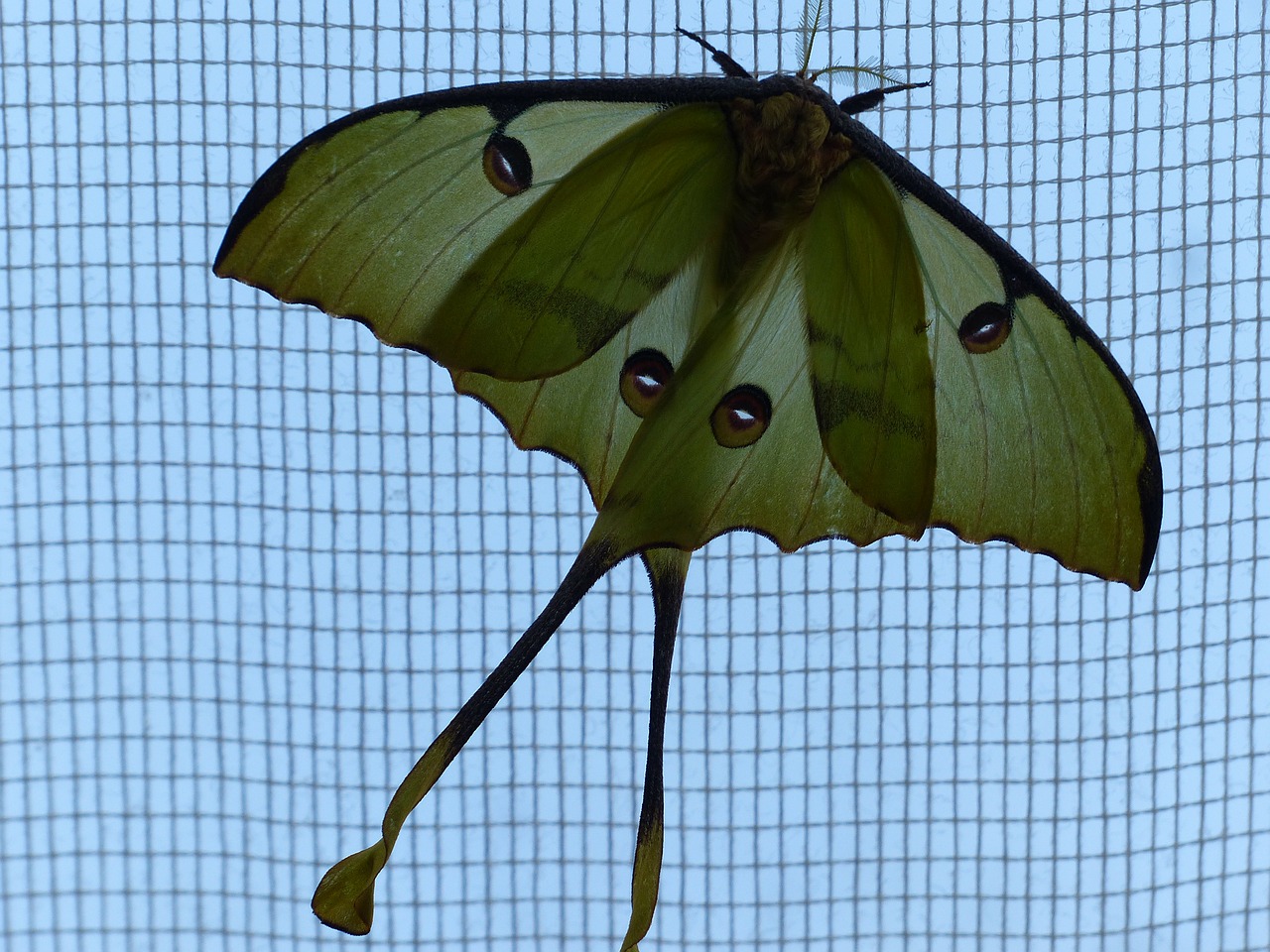 comet moth butterfly large free photo